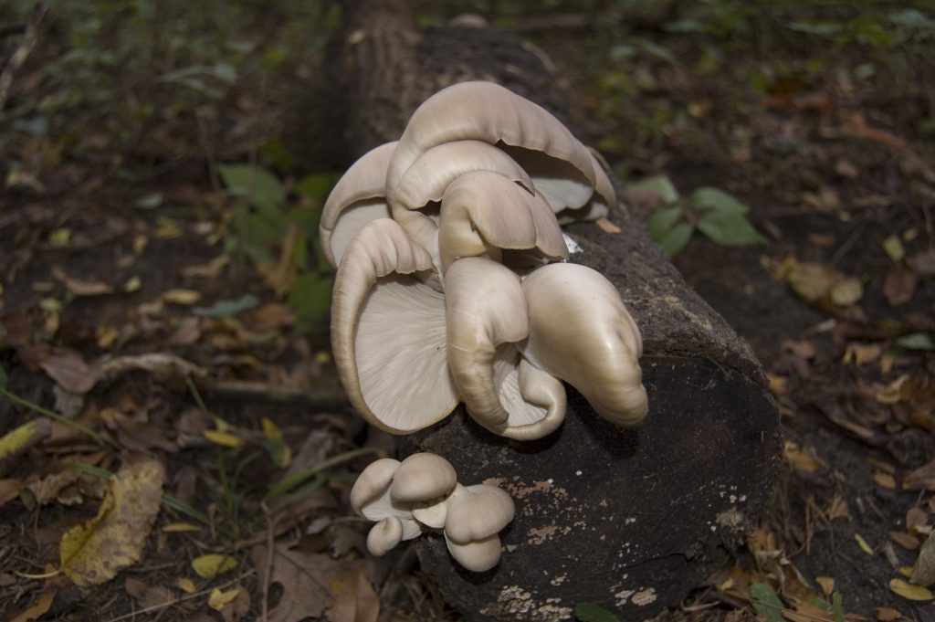 Grey Dove mushrooms
