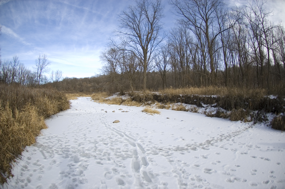 Bluff Creek frozen over in the Winter with animal tracks.