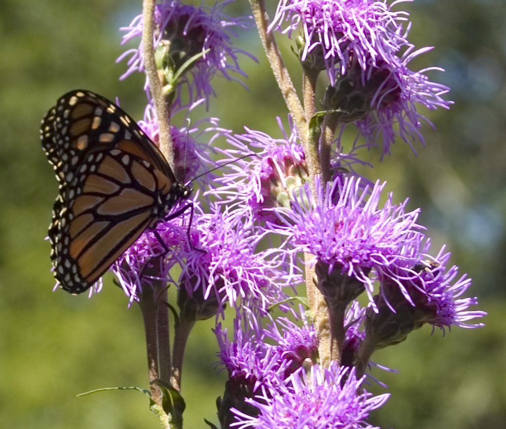 monarch butterfly on purple flower 