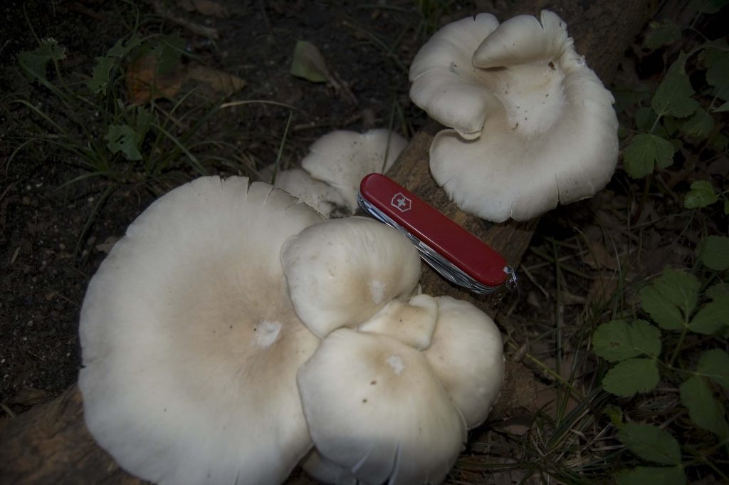 mushrooms with a pocket knife for reference