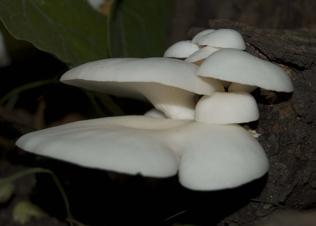 Polar White mushrooms