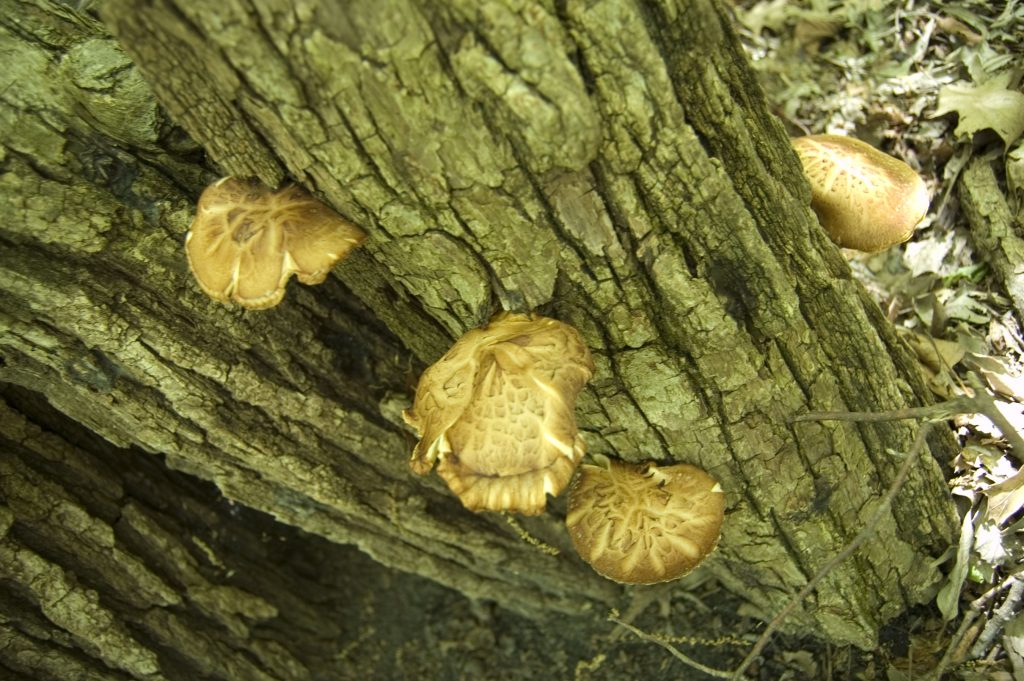 mushroom fruiting