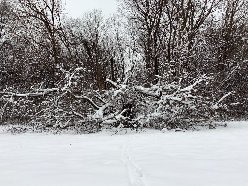 Snow covered brush pile.