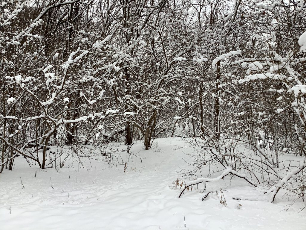 A view of the forest in Winter with snow covered branches.