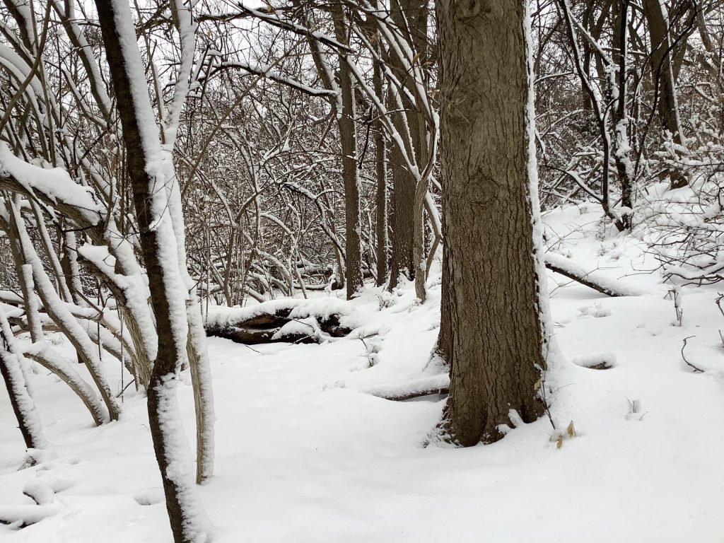 A view of the forest in Winter with snow-covered branches.